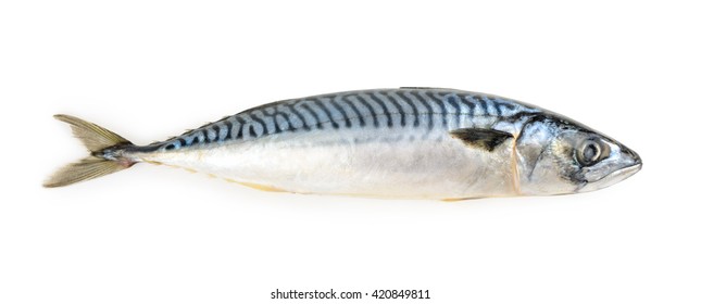 Mackerel Fish Isolated