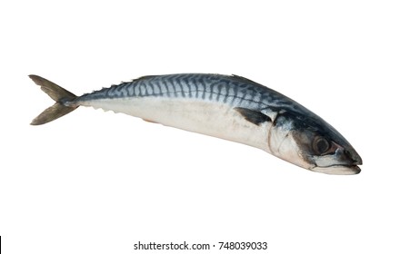 Mackerel Fish Isolated On White Background Stock Photo 748039033 ...
