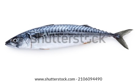 Mackerel fish isolated on white background. Fresh seafood. With clipping path.