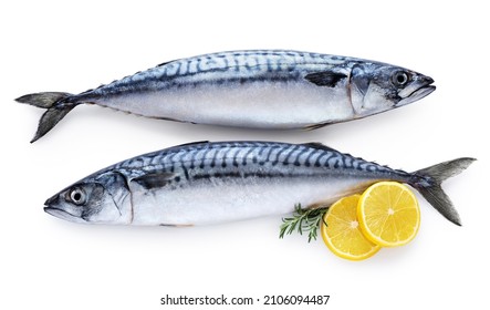 Mackerel fish with lemon and rosemary isolated on white background. Fresh seafood. With clipping path. - Shutterstock ID 2106094487