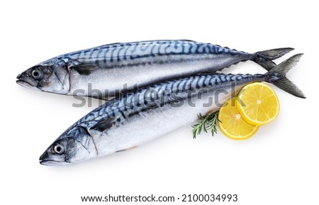 Mackerel fish with lemon and rosemary isolated on white background. Fresh seafood. With clipping path.