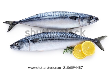Mackerel fish with lemon and rosemary isolated on white background. Fresh seafood. With clipping path.