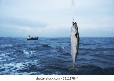 Mackerel Fish On Fishing Hook On Sea Background