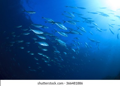Mackerel Fish Underwater