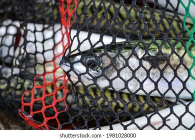 Mackerel Fishes In A Small Fishing Net