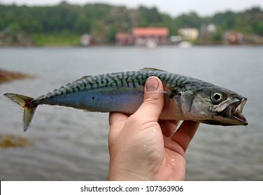 Mackerel Fishing Trophy