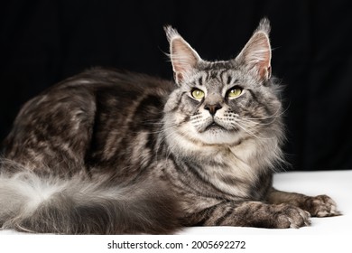 Mackerel tabby American Longhair Maine Coon Cat lying on black and white background and looking. Studio shot curiosity fluffy American Forest Cat.