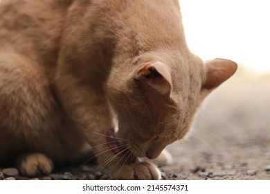 Mackerel Tabby Cat Licking Fur, Ears Erect With Eyes Closed On Blur Background. African Wildcat For Pet Shop, Veterinary Hospital, Wallpaper, Print. Close Up Cat Native Animal In Asian (Thailand).