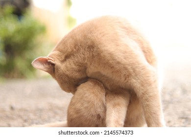 Mackerel Tabby Cat Licking Fur, Ears Erect With Eyes Closed On Blur Background. African Wildcat For Pet Shop, Veterinary Hospital, Wallpaper, Print. Close Up Cat Native Animal In Asian (Thailand).