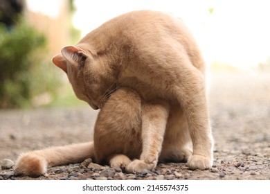 Mackerel Tabby Cat Licking Fur, Ears Erect With Eyes Closed On Blur Background. African Wildcat For Pet Shop, Veterinary Hospital, Wallpaper, Print. Close Up Cat Native Animal In Asian (Thailand).