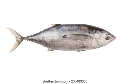 Ikan Kayu in English