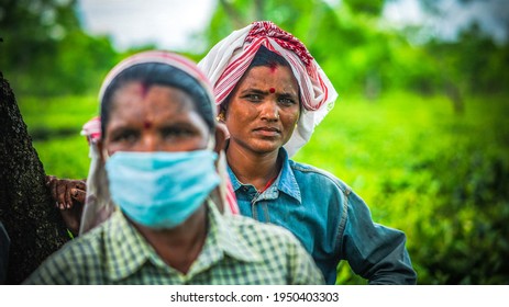 Mackeypore Tea Estate - Nazira, Sivasagar, Assam : 11 August, 2020 -  Women Tea Pluckers  During Covid 19 Pandemic.