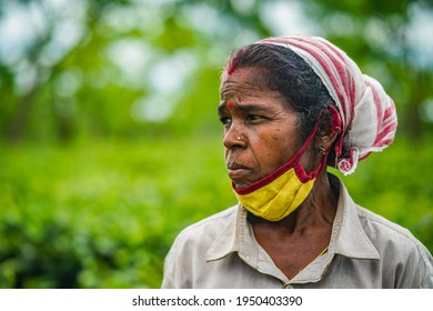 Mackeypore Tea Estate - Nazira, Sivasagar, Assam : 11 August, 2020 -  Women Tea Pluckers  During Covid 19 Pandemic.