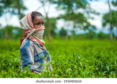 Mackeypore Tea Estate - Nazira, Sivasagar, Assam : 11 August, 2020 -  Women Tea Pluckers  During Covid 19 Pandemic.