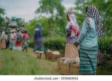 Mackeypore Tea Estate - Nazira, Sivasagar, Assam : 11 August, 2020 -  Women Tea Pluckers  During Covid 19 Pandemic.