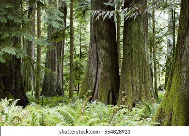 MacMillan Provincial Park is a provincial park on Vancouver Island in British Columbia, Canada. The park is home to a famous, 157 hectare stand of ancient Douglas-fir, known as Cathedral Grove.