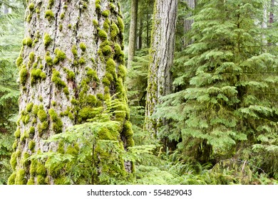 MacMillan Provincial Park is a provincial park on Vancouver Island in British Columbia, Canada. The park is home to a famous, 157 hectare stand of ancient Douglas-fir, known as Cathedral Grove.