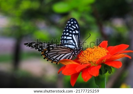 Maco of a glasswinged butterfly (greta oto) on a flower