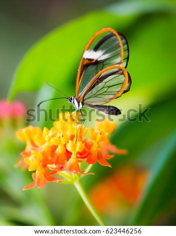 Maco of a glasswinged butterfly (greta oto) on a flower