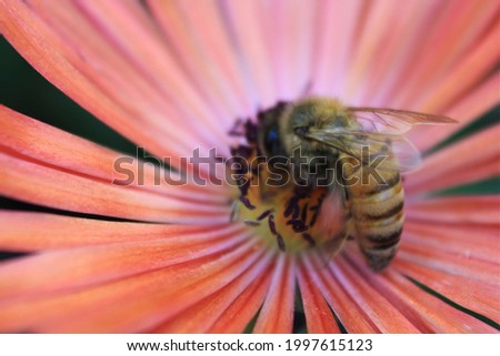 Maco photo of bee on pink daisy