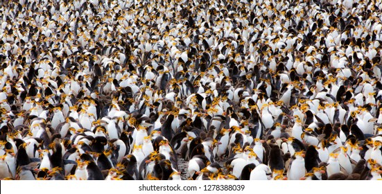 Macquarie Island, Australia. Colony Of Royal Penguins. Soft Focus.