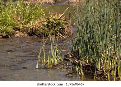 Macquarie River Flowing Through Reeds