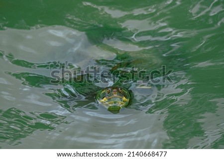 Macquarie River Turtle, Emydura macquarii, in Lake Belvedere,
Sydney Olympic Park, NSW Australia