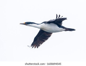 Macquarie Shag (Leucocarbo Purpurascens) On Macquarie Island, Australia.