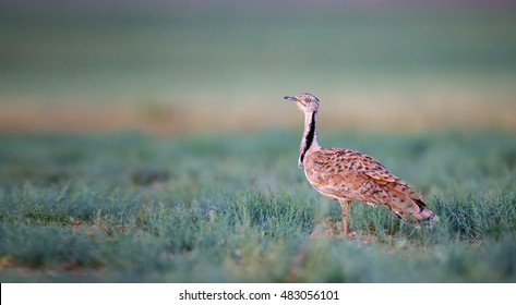 
Macqueen's Bustard