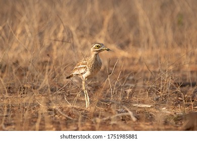 MacQueen's Bustard Baby, Camouflage Bustard, Bird  