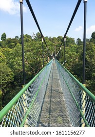 Macritchie Tree Top Walk Singapore