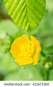 macro 