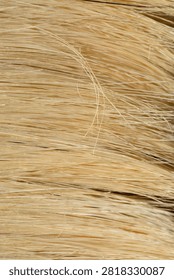 A macro abstract background showing the thick textured blonde bristles of a traditional paint brush filling the frame.