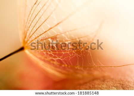 Similar – Image, Stock Photo dandelions macro close up