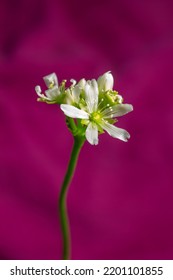 Macro abstract defocused view of a small white blooming flower stalk on a Venus flytrap houseplant with a vibrant rose pink background.

