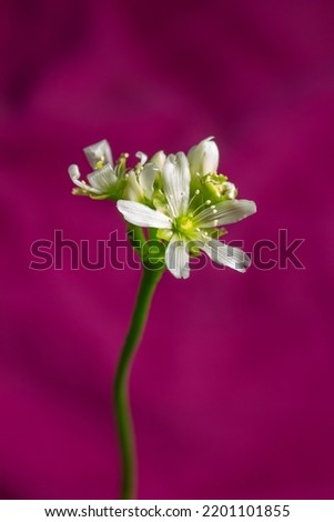 Macro abstract defocused view of a small white blooming flower stalk on a Venus flytrap houseplant with a vibrant rose pink background.


