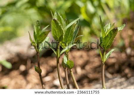 Macro abstract texture background of young swamp milkweed plants (asclepias incarnata) sprouting in a sunny garden
