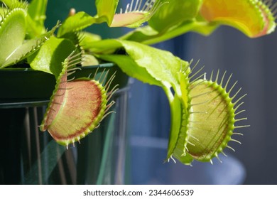 Macro abstract texture view of a Venus flytrap (dionaea muscipula) carnivorous houseplant with defocused background.
