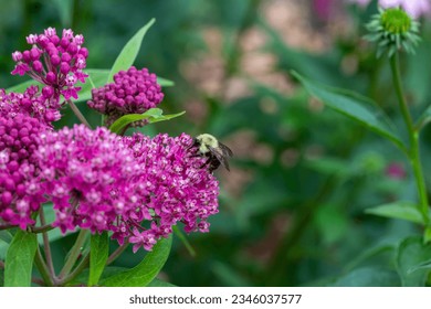 Macro abstract view of a cluster of budding pink swamp milkweed (asclepias incarnata) flower buds with defocused foliage background. Also called rose milkweed or swamp silkweed.

