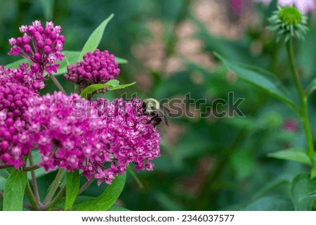 Macro abstract view of a cluster of budding pink swamp milkweed (asclepias incarnata) flower buds with defocused foliage background. Also called rose milkweed or swamp silkweed.

