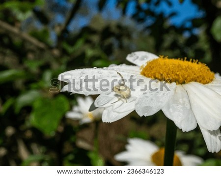 Macro of adult female of the crab spider, goldenrod crab spider or flower spider (Misumena vatia) hunting its prey on a white daisy flower in a garden