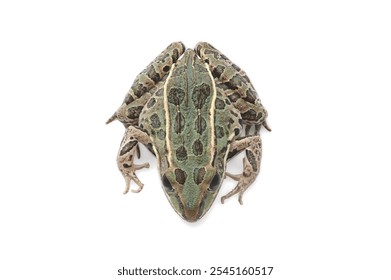 : Macro aerial view of a Lithobates pipiens (Northern leopard frog) on a white background, highlighting vibrant colors, intricate patterns, and textures in a clean, minimal composition. - Powered by Shutterstock