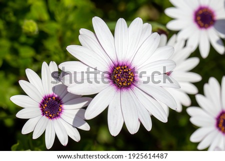 Macro of African daisy Osteospermum ecklonis blooms in purple, pink and white with yellow pollen in a botanical garden.