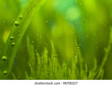 Macro of algae with many little bubbles in aquarium