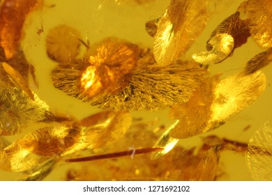 Macro Amber Surface