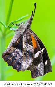Macro of American Snout Butterfly with bright green background