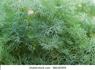 Macro Of Anethum Graveolens Leaf