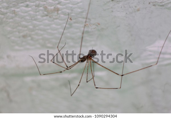 Macro Animal Single Spider On Ceiling Stock Photo Edit Now