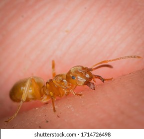 Macro of an ant biting a human finger with its mandible. The genus of this ant is lasius.