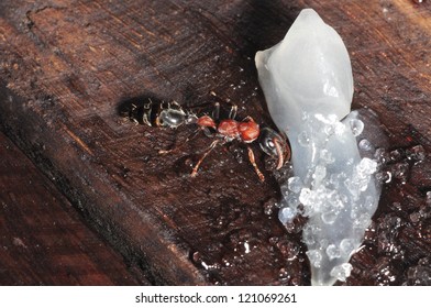 macro of ant eating fruit